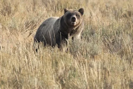 Hiker Attacked by Bear in Yellowstone Air Lifted to Trauma Center