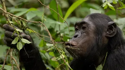 Apes Drinking the Equivalent of a Beer Per Day from Overripe Fruits, Research Finds