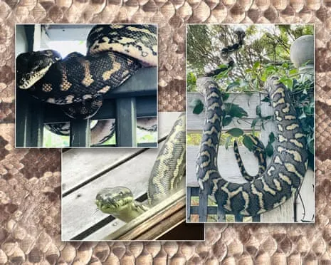 Accepting the Serpents in the Roof: A Transformation from Dread to Fascination
