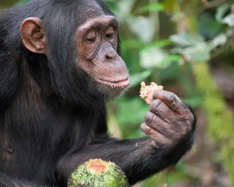 Wild Chimps Ingest Daily Alcohol Equivalent to a Lager from Fermented Fruit