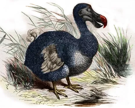 Researchers Assert They Have Achieved a ‘Key Milestone’ in Bringing Back the Flightless Species for the Very First Occasion in Multiple Generations